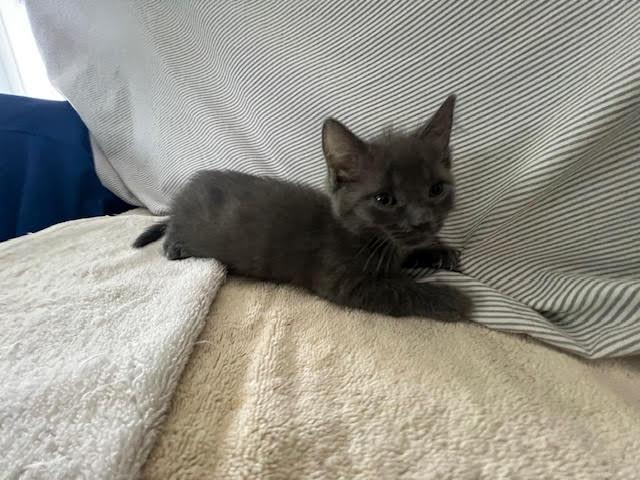 Blue, ADOPTABLE, Kitten Female Domestic Long Hair.