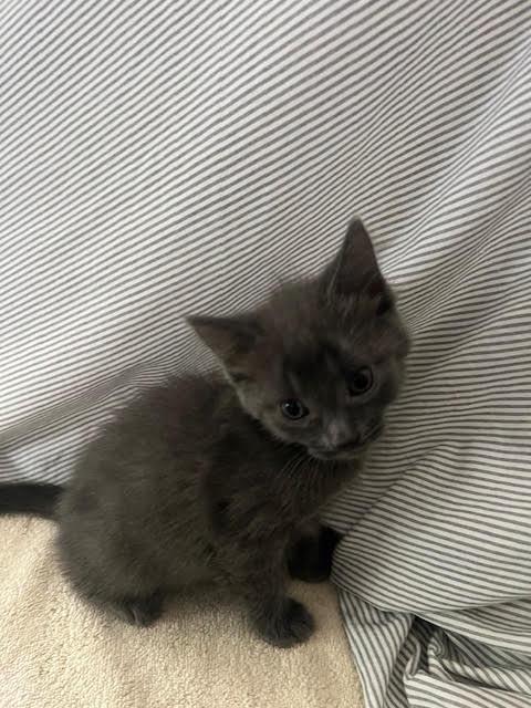 Enlarge Blue, a ADOPTABLE Domestic Long Hair in Toledo, OH image 2/2