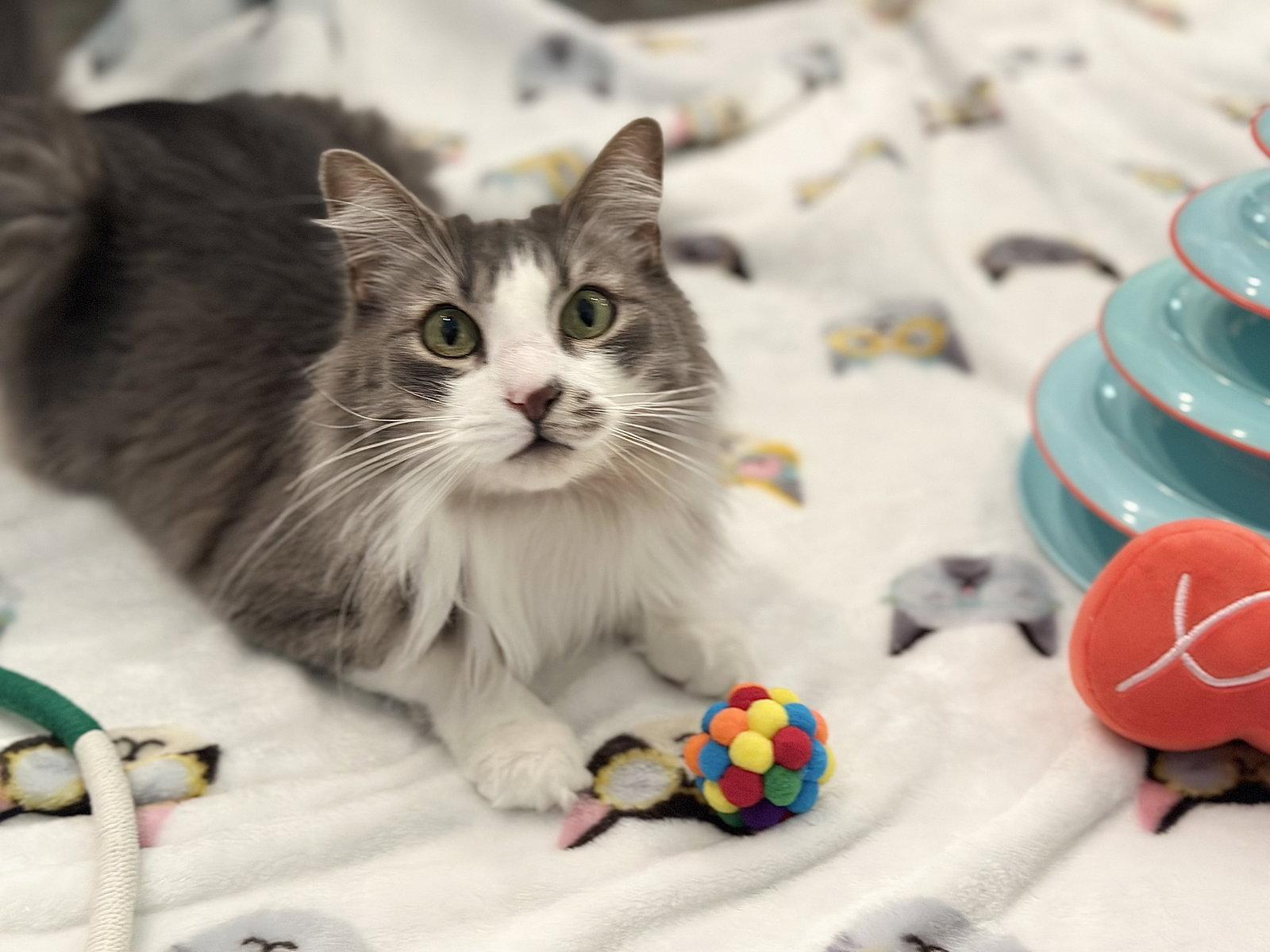 Enlarge Deangelo, a Adoptable Domestic Medium Hair in Mission Viejo, CA image 1/3