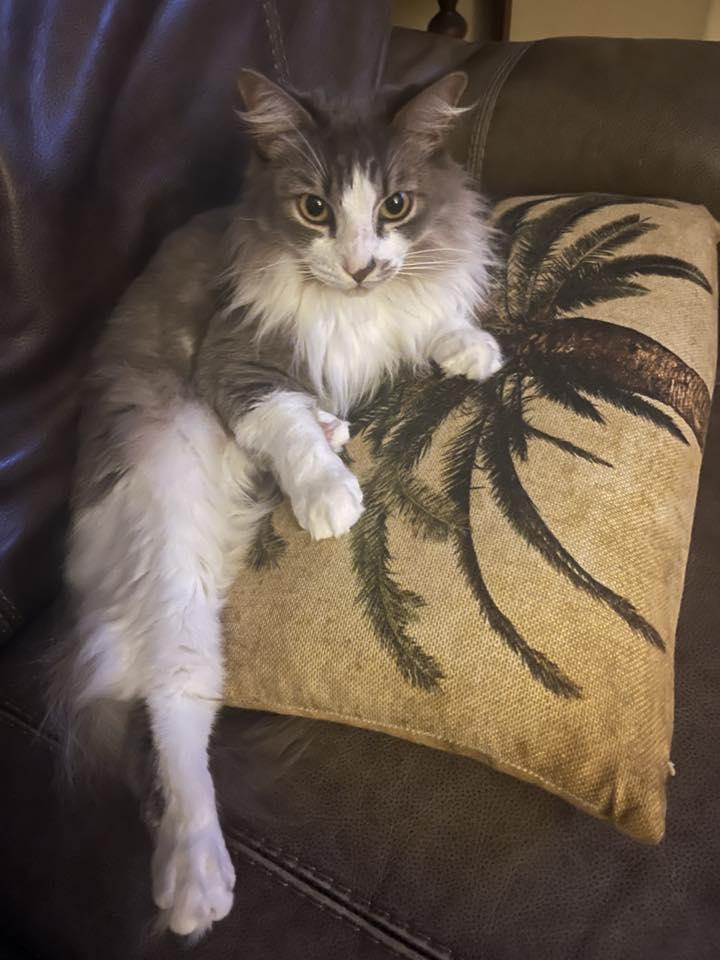 Enlarge Deangelo, a Adoptable Domestic Medium Hair in Mission Viejo, CA image 1/3