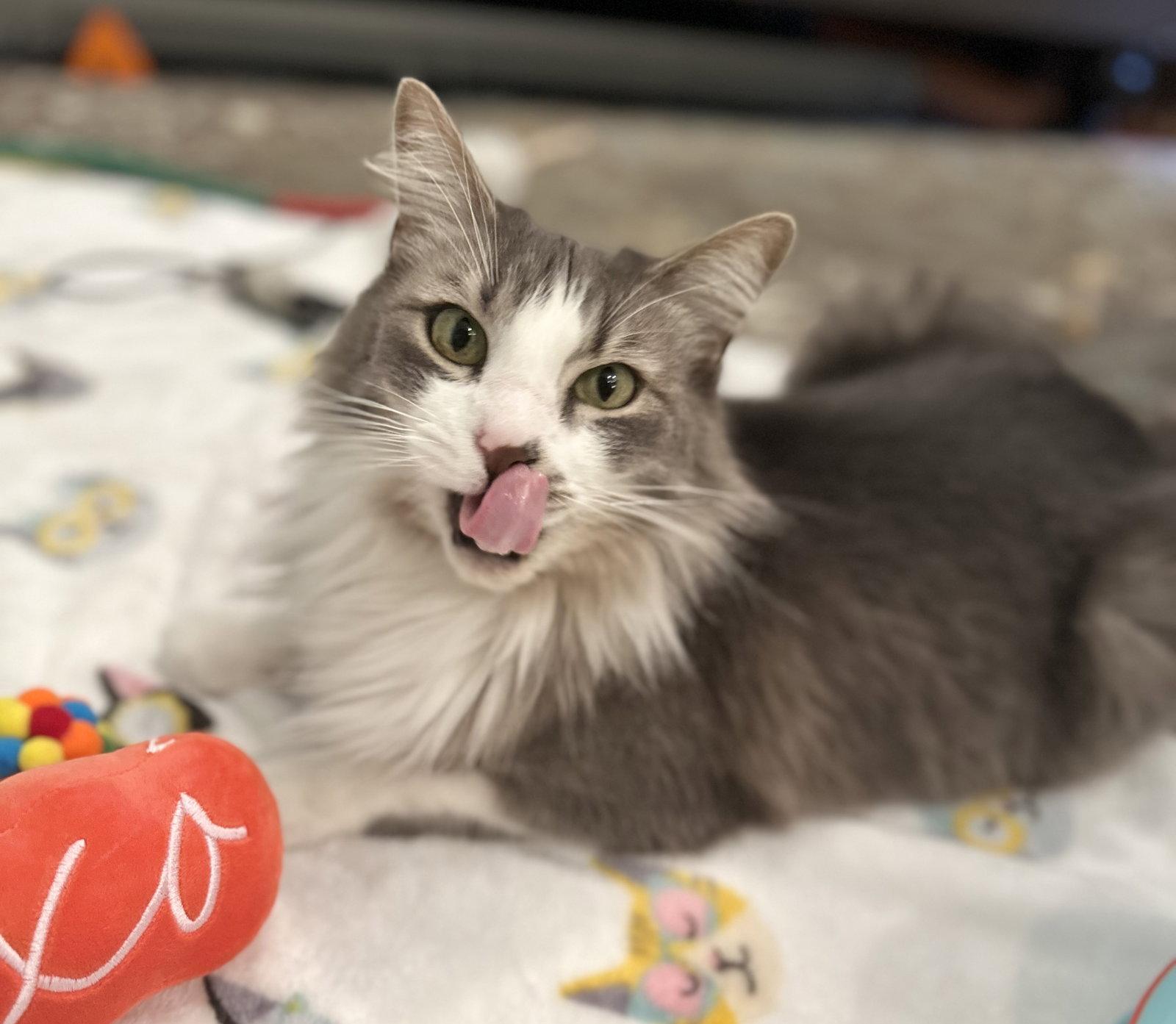 Enlarge Deangelo, a Adoptable Domestic Medium Hair in Mission Viejo, CA image 2/3