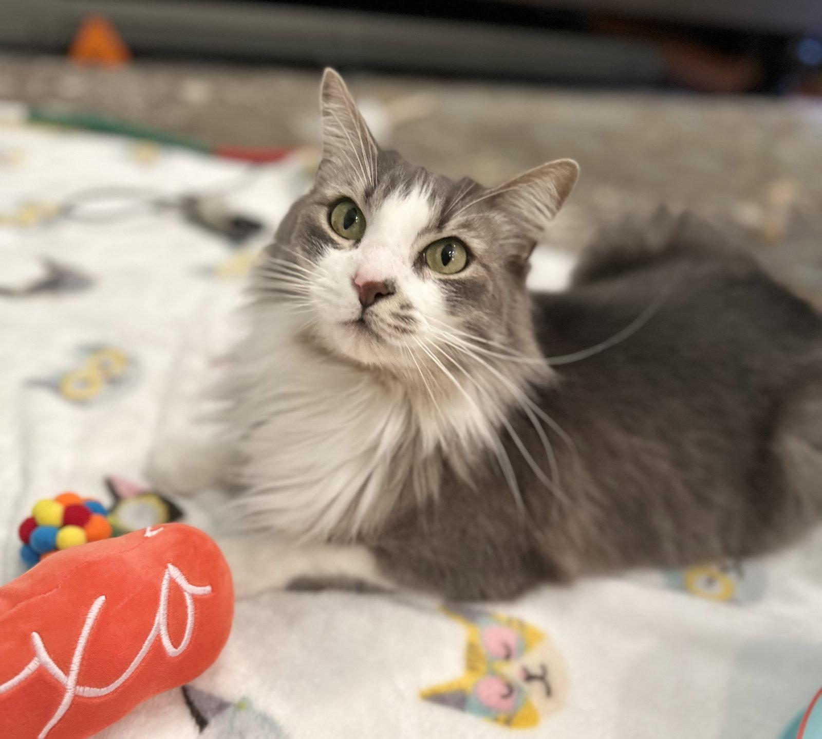Enlarge Deangelo, a Adoptable Domestic Medium Hair in Mission Viejo, CA image 3/3