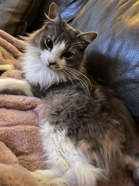 Enlarge Deangelo, a Adoptable Domestic Medium Hair in Mission Viejo, CA image 2/3