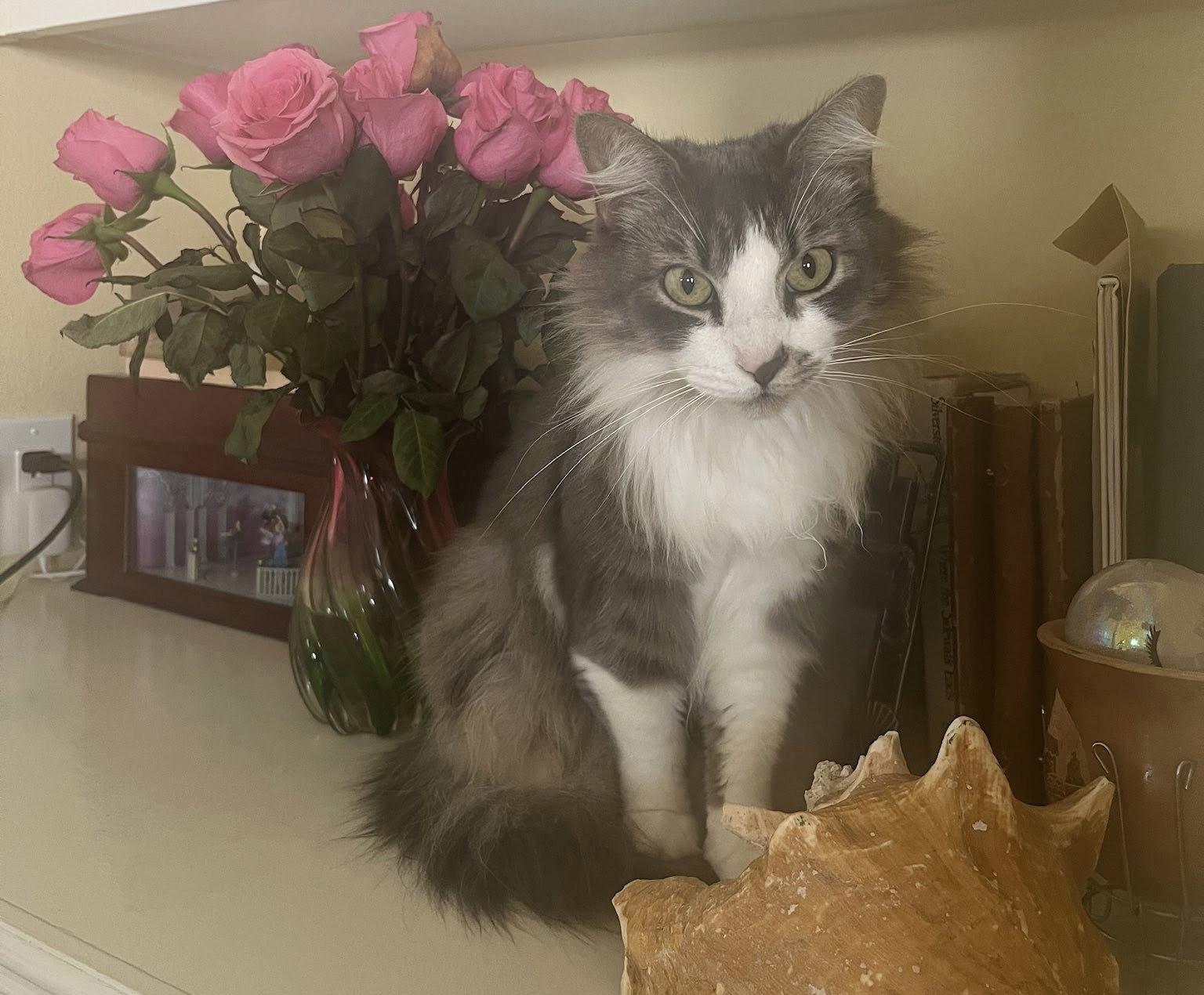 Enlarge Deangelo, a Adoptable Domestic Medium Hair in Mission Viejo, CA image 3/3