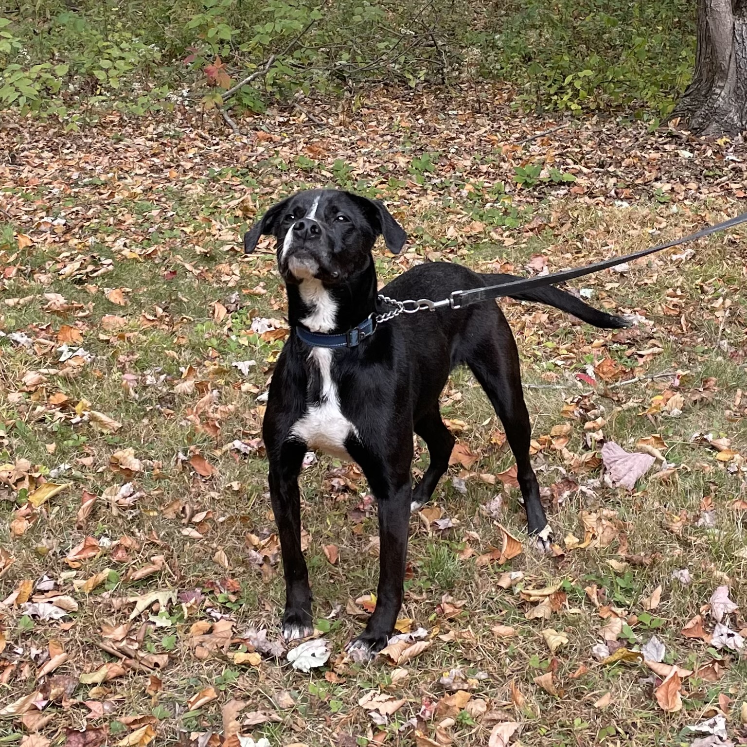 Enlarge Theo, a Adoptable mixed breed in Manchester, CT image 13/16