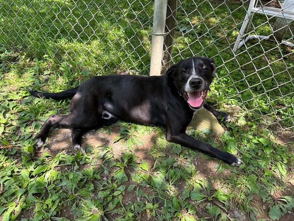 Enlarge Theo, a Adoptable mixed breed in Manchester, CT image 14/16
