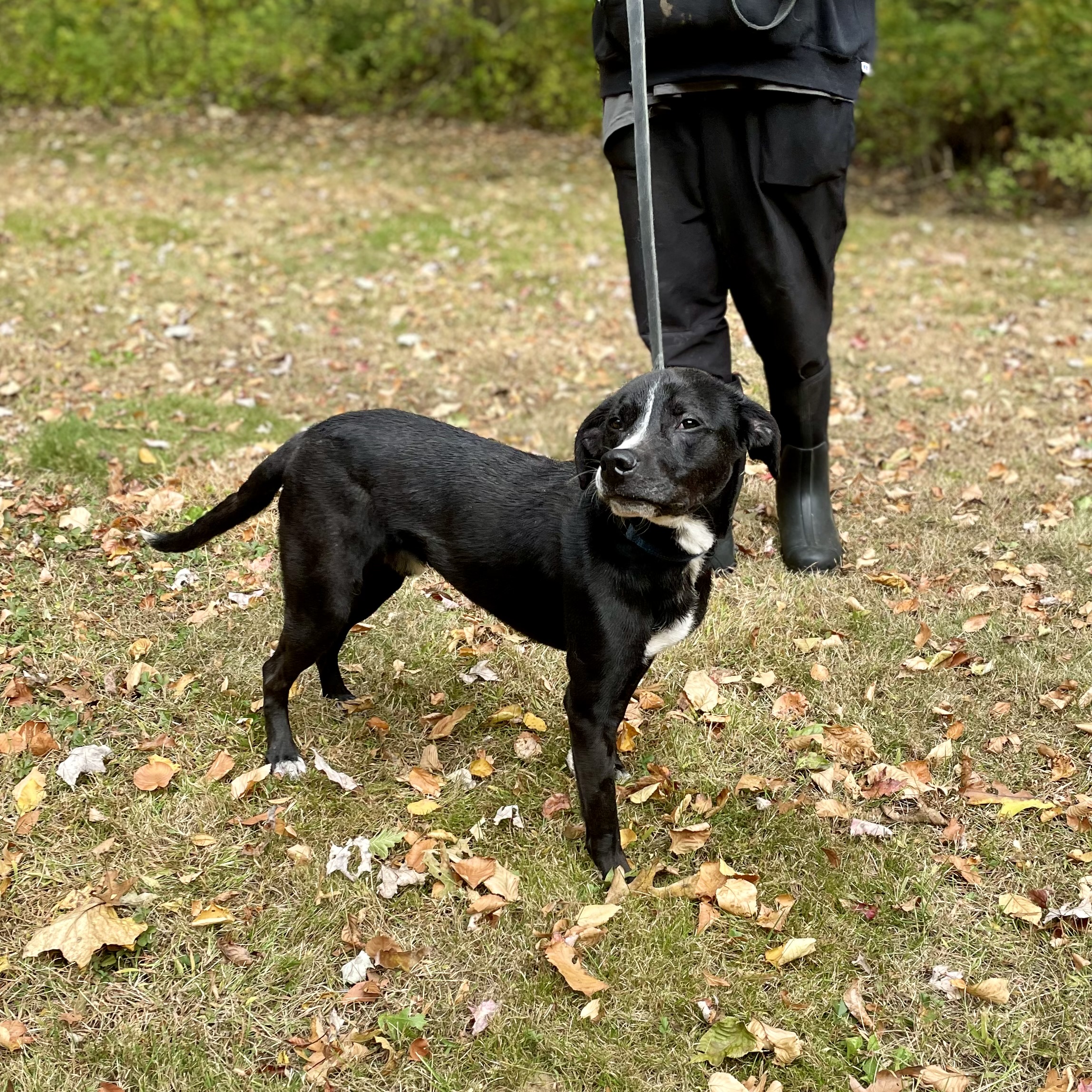 Enlarge Theo, a Adoptable mixed breed in Manchester, CT image 16/16