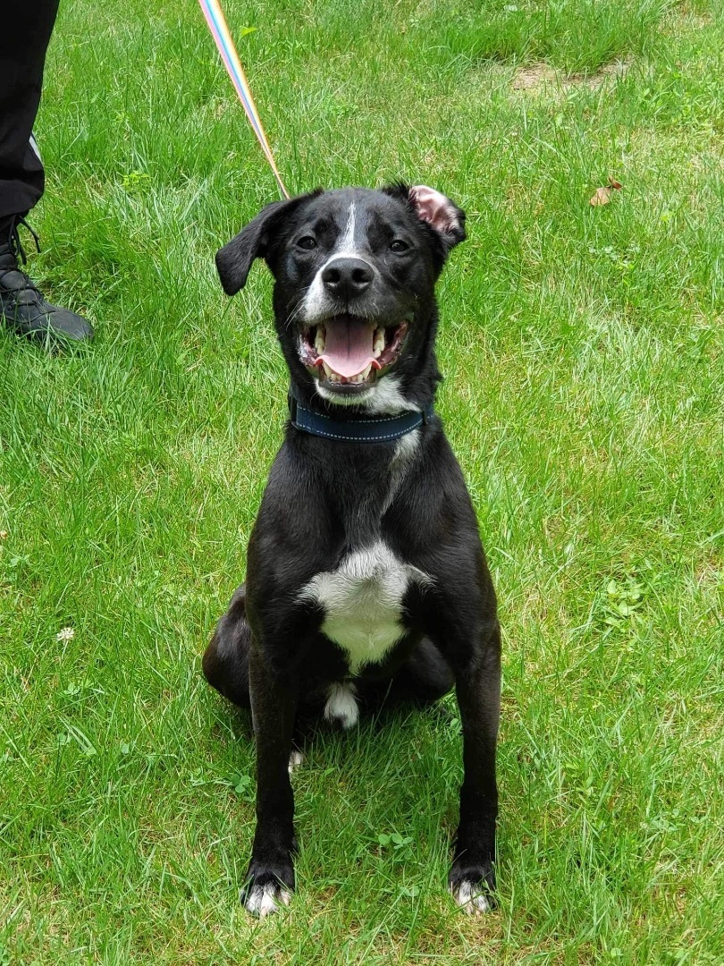 Enlarge Theo, a Adoptable mixed breed in Manchester, CT image 1/16