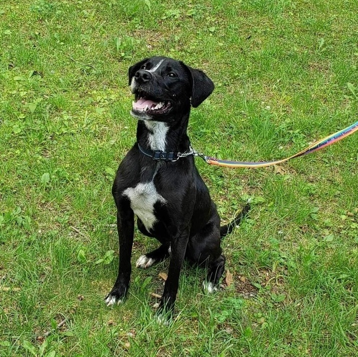 Enlarge Theo, a Adoptable mixed breed in Manchester, CT image 12/16