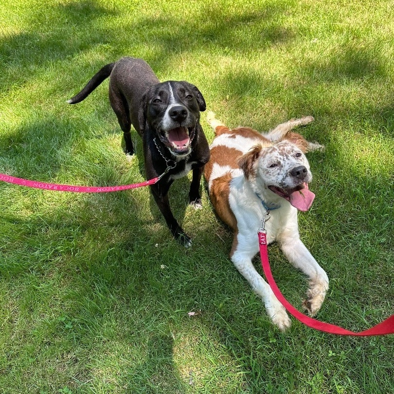 Enlarge Theo, a Adoptable mixed breed in Manchester, CT image 15/16