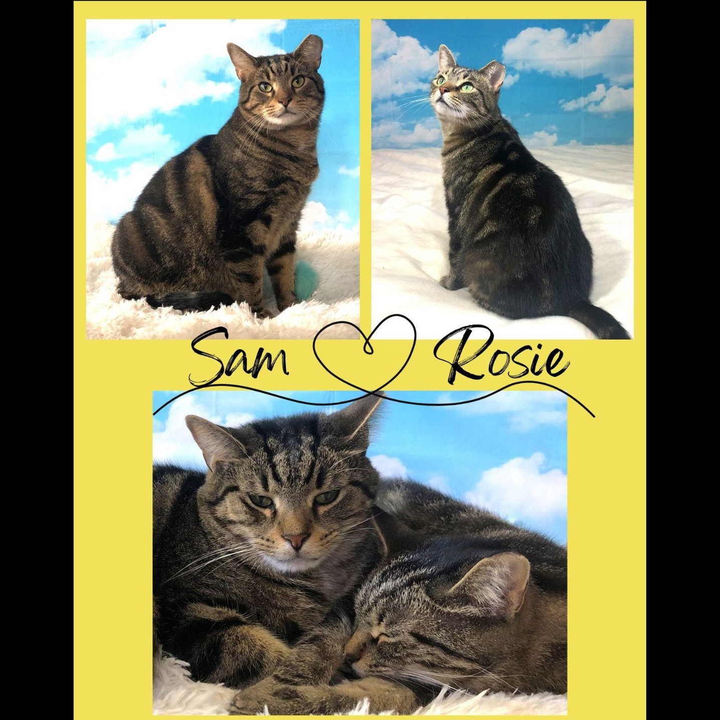 Enlarge Sam & Rosie, an adoptable mixed breed in Greensburg, PA image 1/6