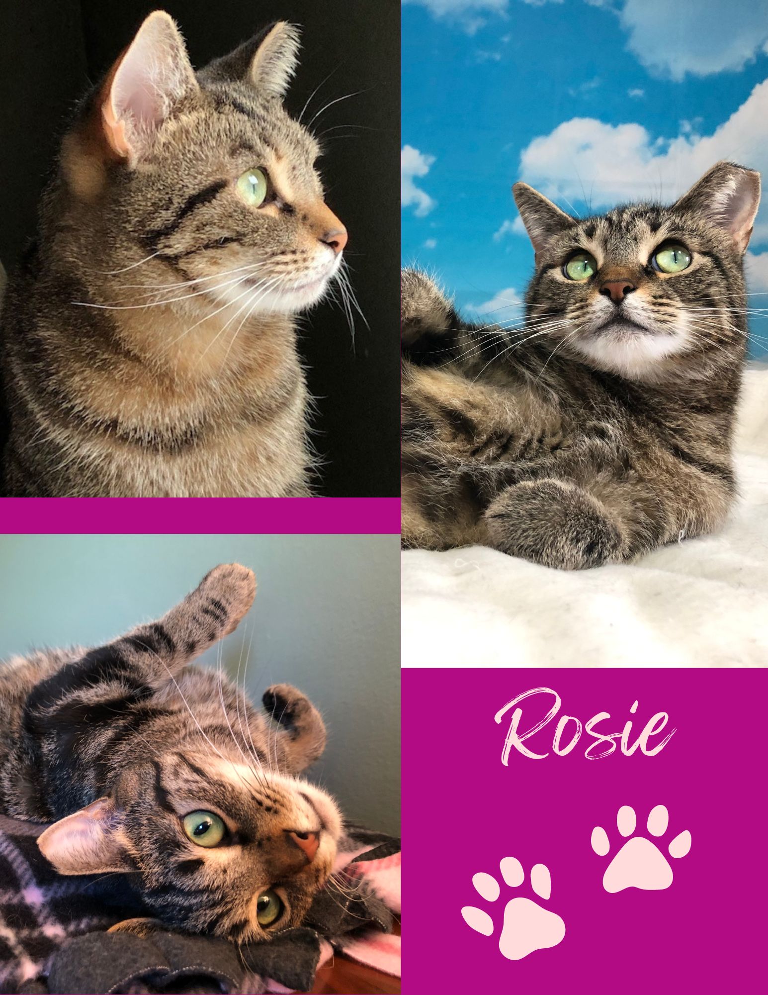 Enlarge Sam & Rosie, an adoptable mixed breed in Greensburg, PA image 5/6