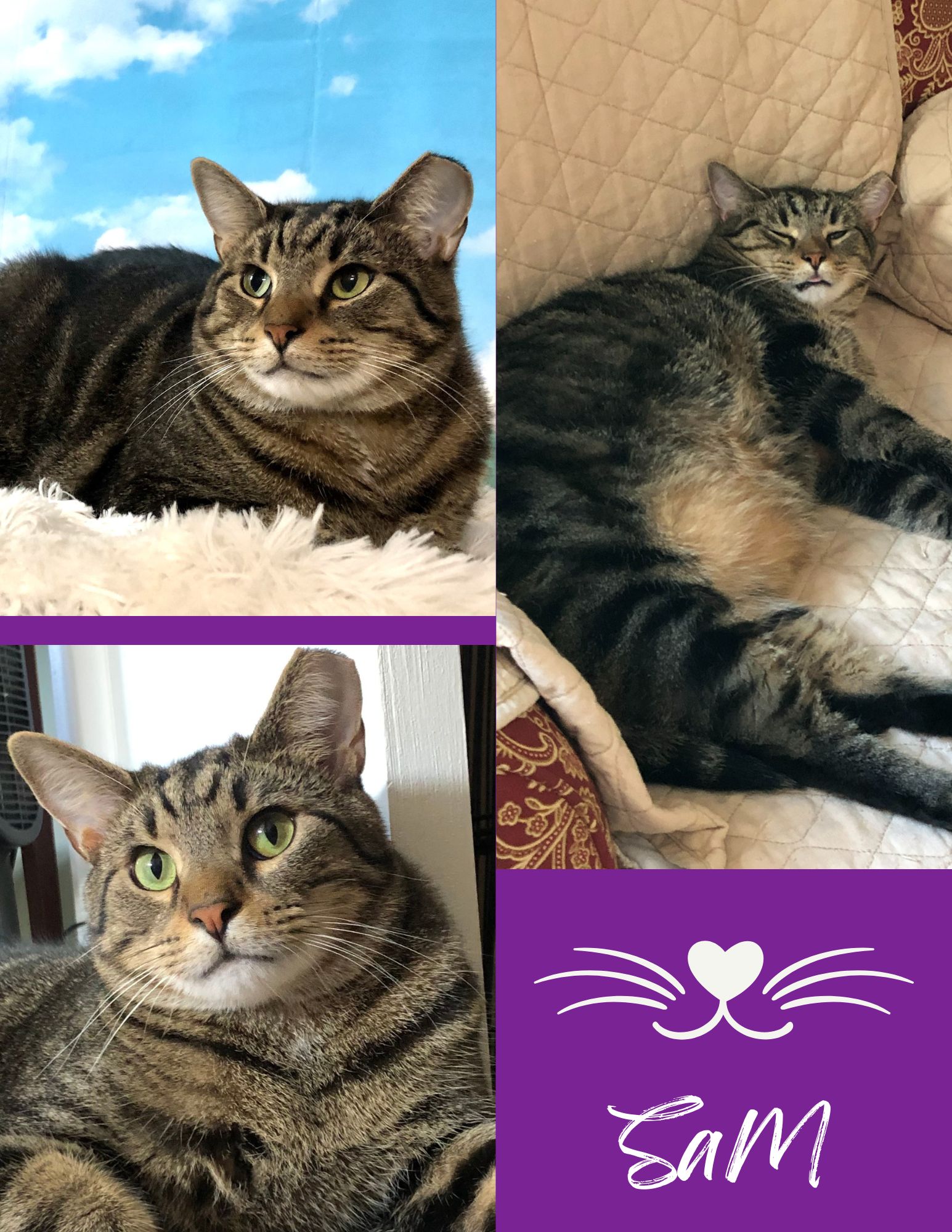 Enlarge Sam & Rosie, an adoptable mixed breed in Greensburg, PA image 4/6