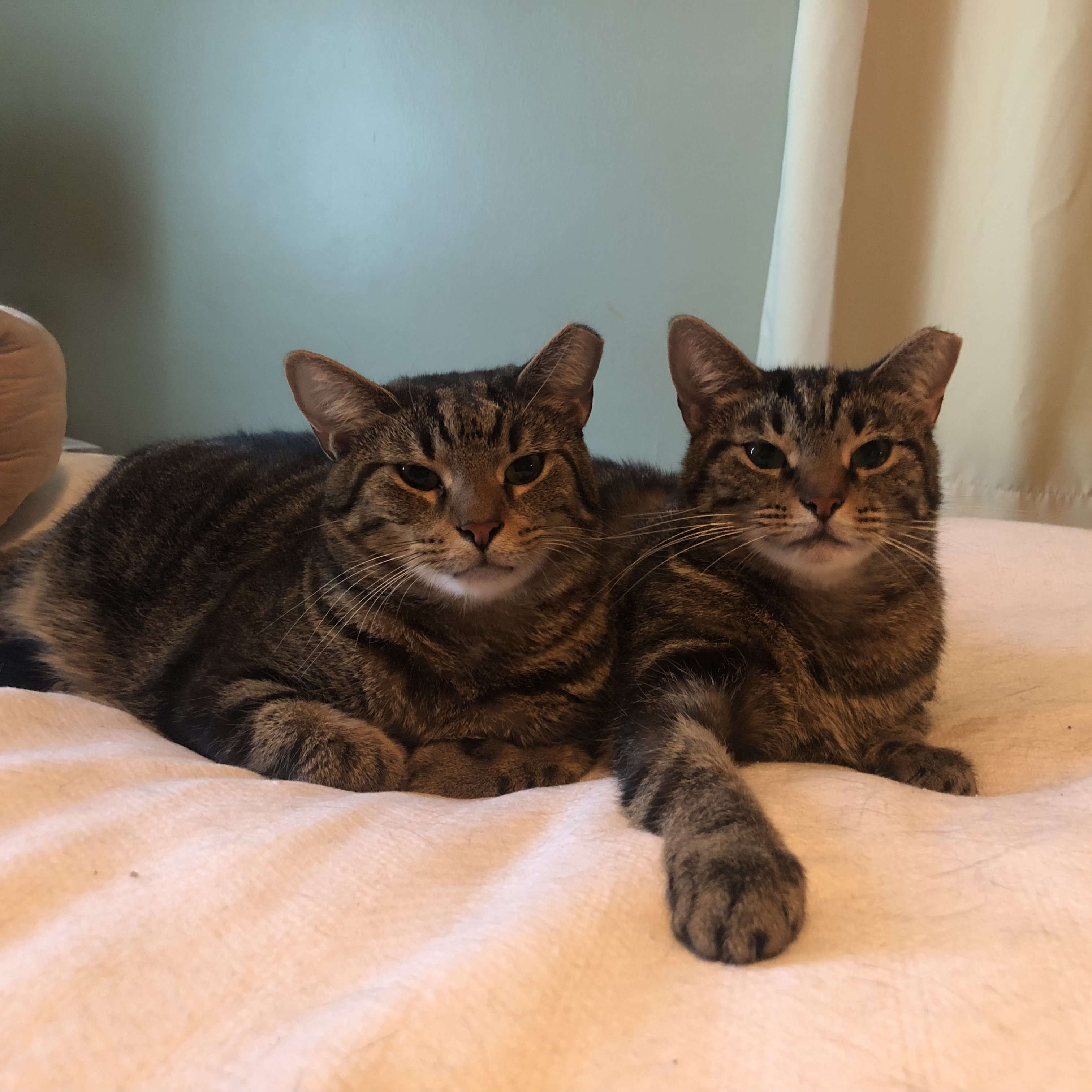 Enlarge Sam & Rosie, an adoptable mixed breed in Greensburg, PA image 6/6