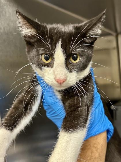 Clutch, Adoptable, Kitten Male Domestic Short Hair.
