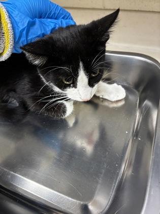 Clutch, a Adoptable mixed breed in Wichita, KS image 2/2
