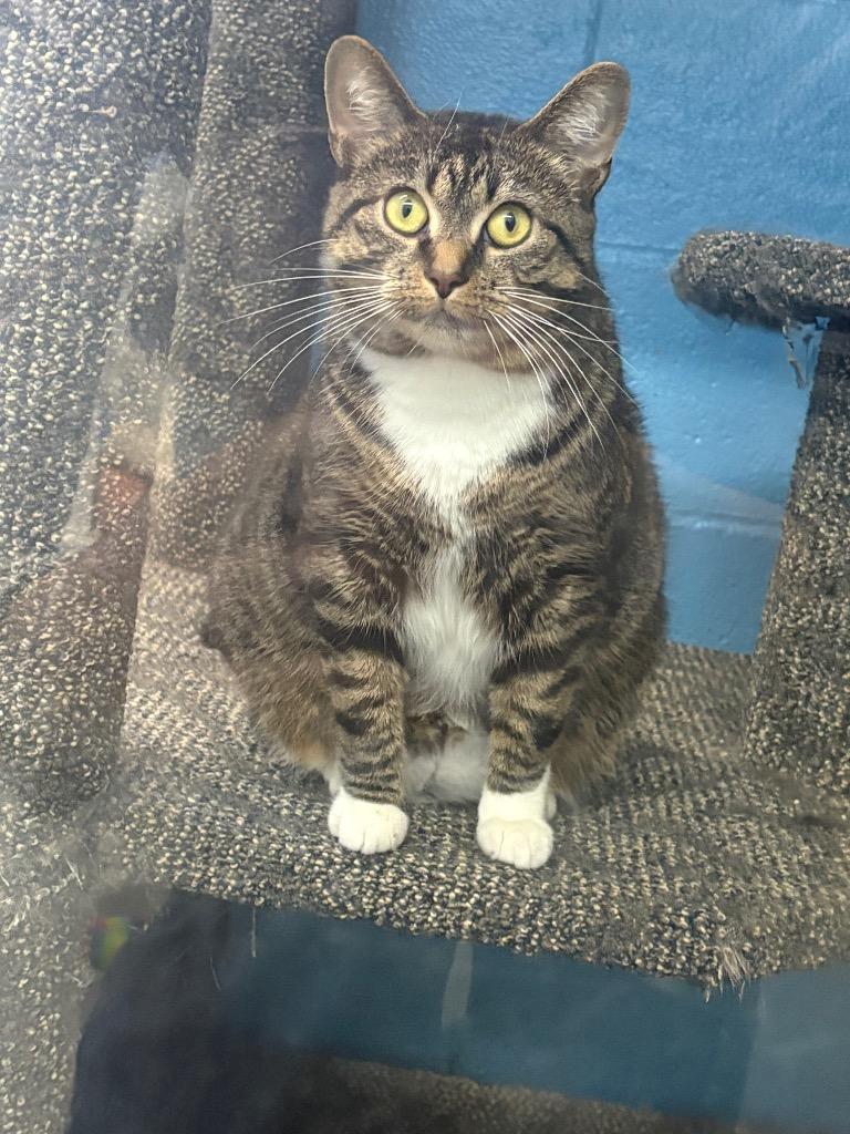 Enlarge Stormy, a Adoptable mixed breed in Greencastle, IN image 1/4