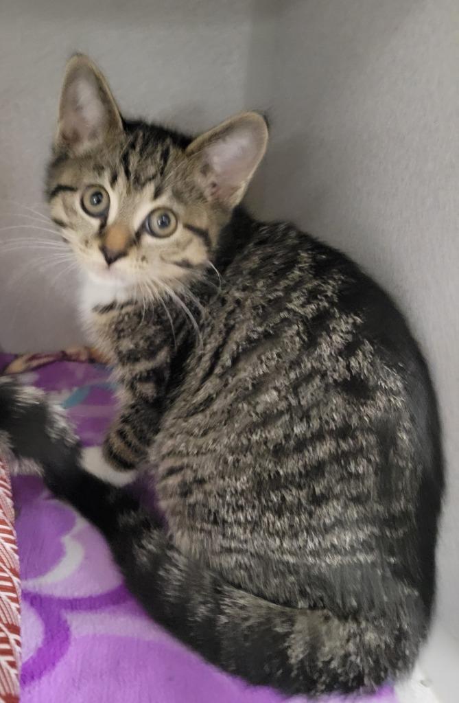 Stormy, Adoptable, Adult Female Domestic Short Hair.