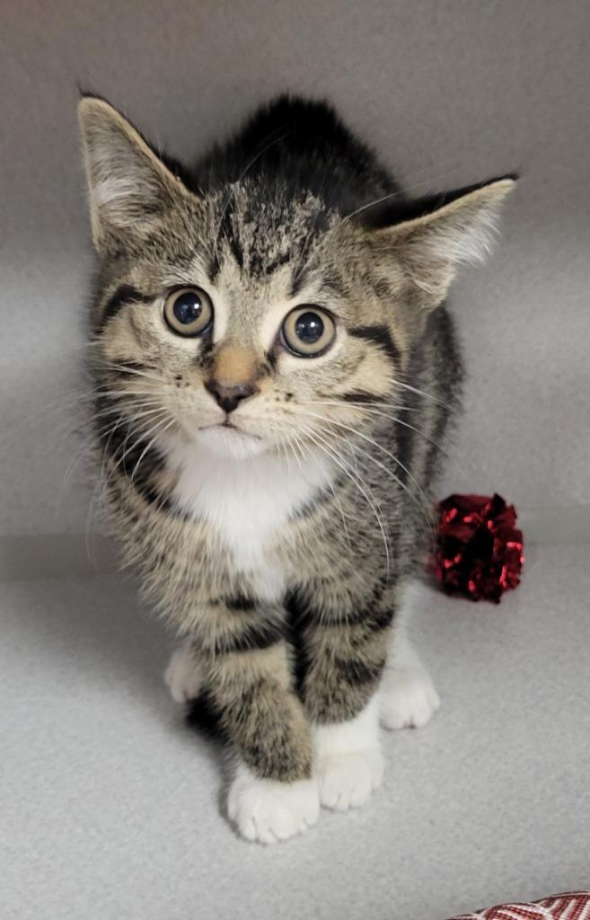 Stormy, a Adoptable mixed breed in Greencastle, IN image 2/3