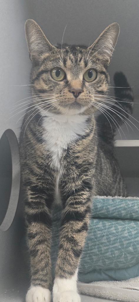 Enlarge Stormy, a Adoptable mixed breed in Greencastle, IN image 4/4