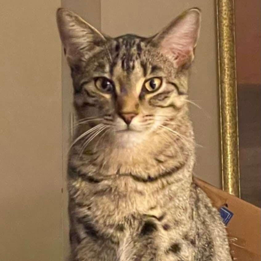 Enlarge Cabo Wabo, a Adoptable Domestic Short Hair image 1/1