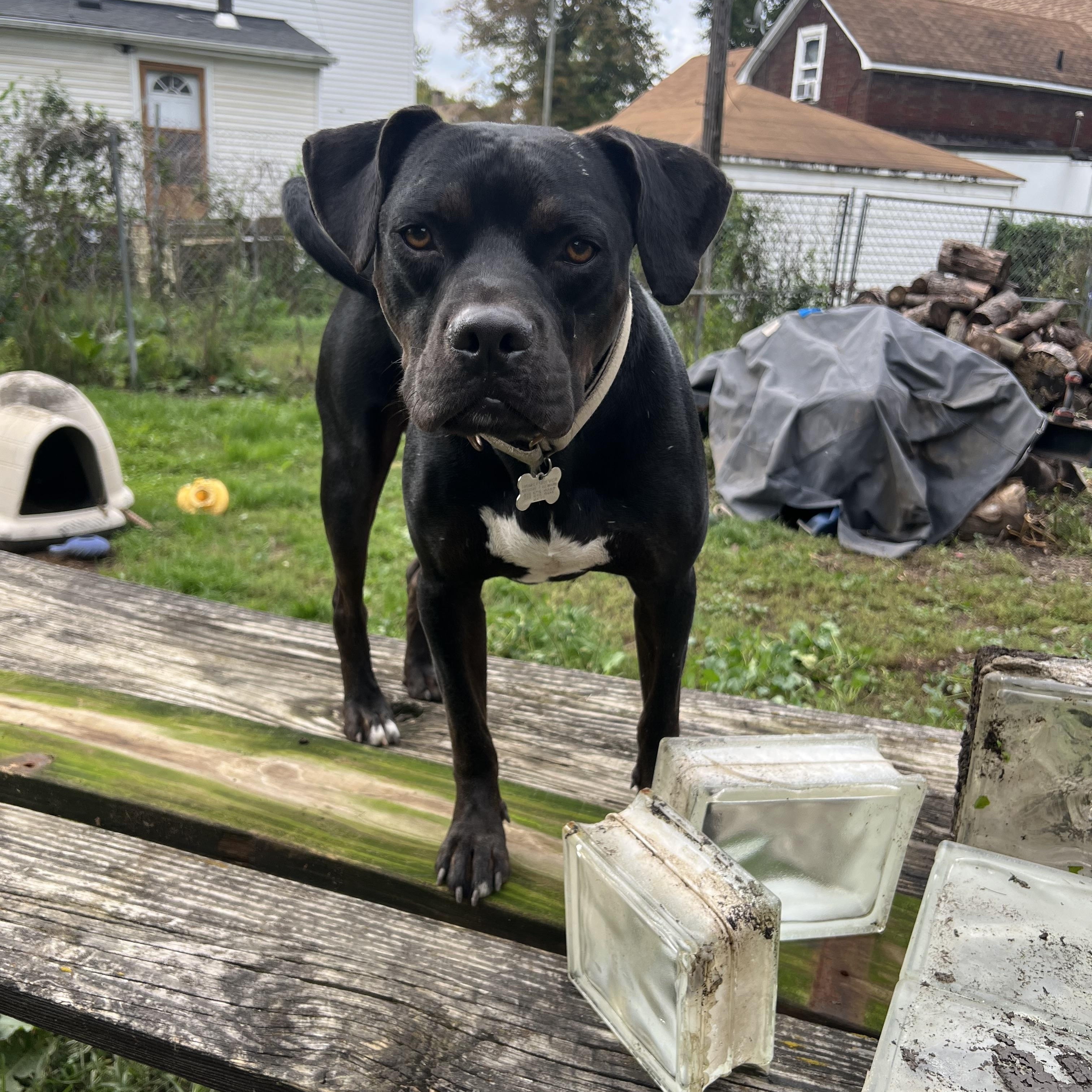Enlarge Neo aka Zorro, a Adoptable mixed breed in Detroit, MI image 1/5