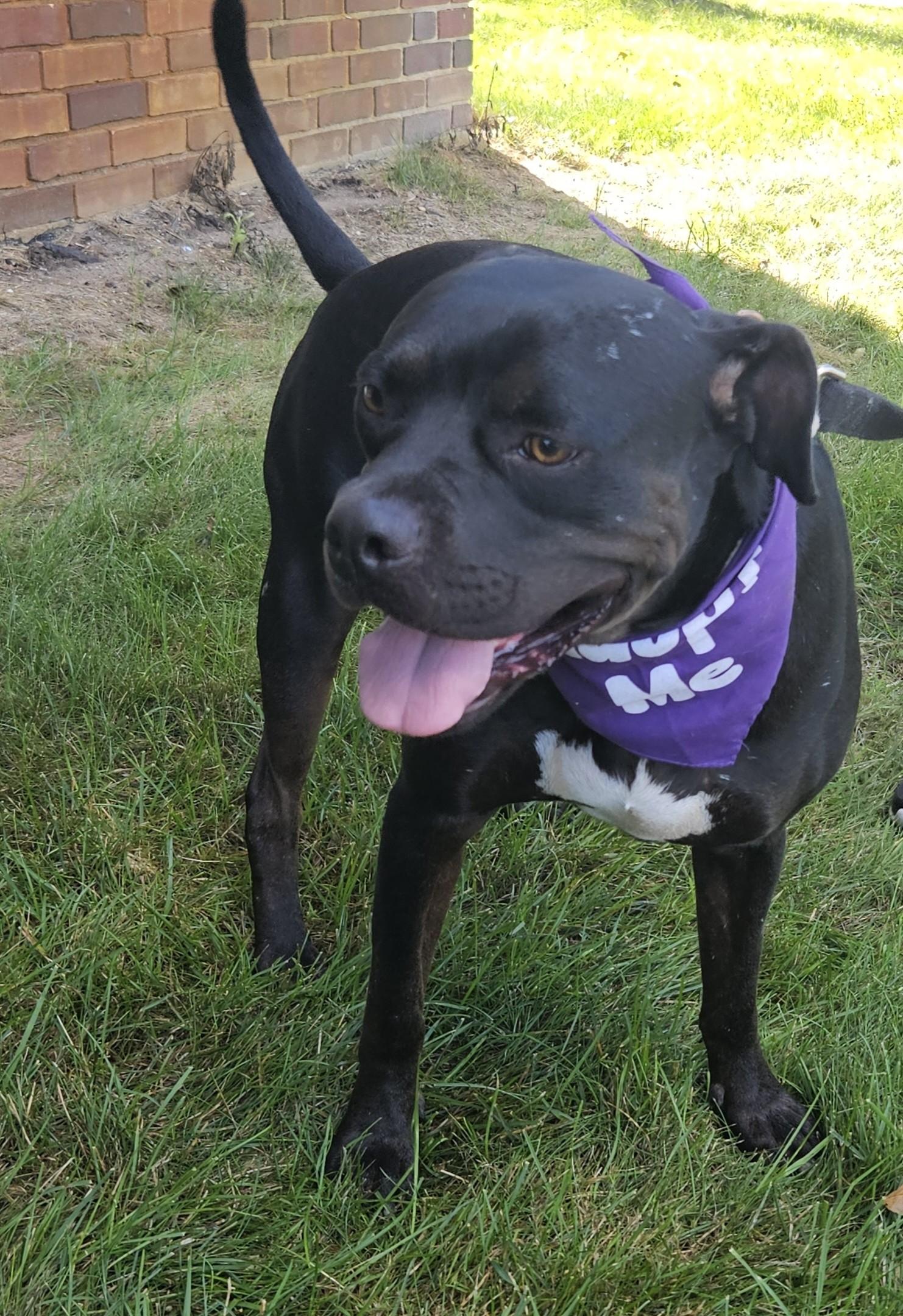 Enlarge Neo aka Zorro, a ADOPTABLE mixed breed in Detroit, MI image 2/5