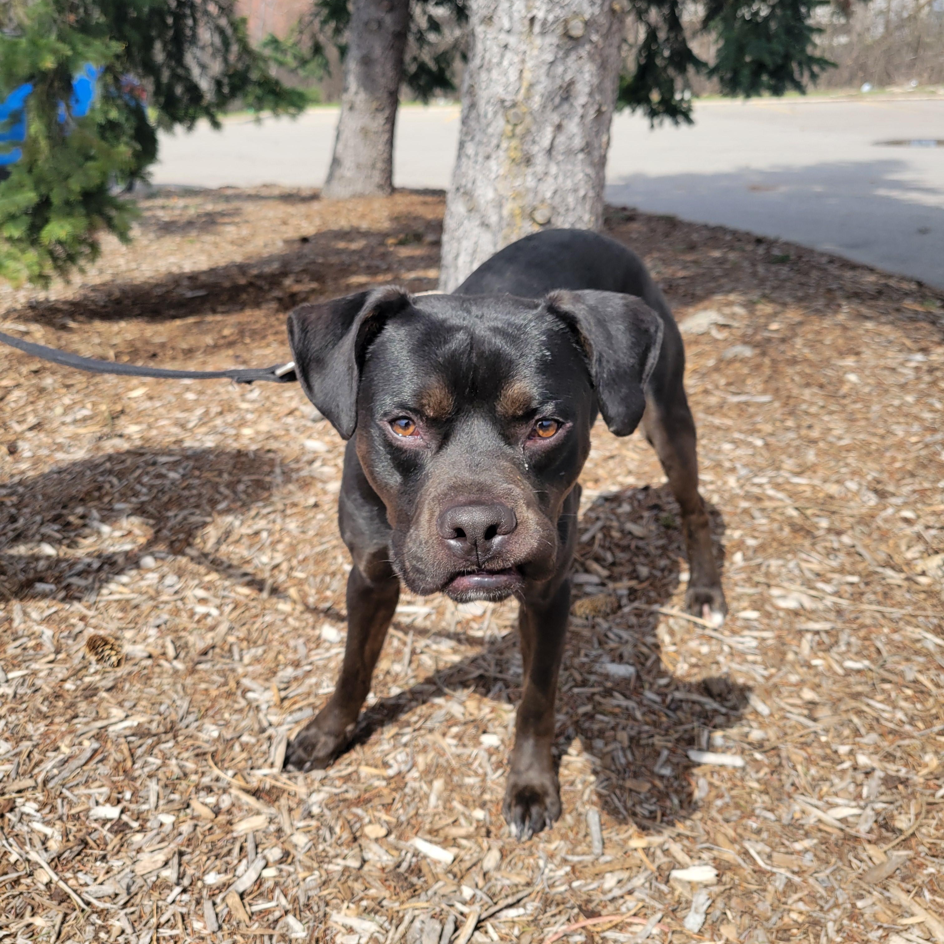 Enlarge Neo aka Zorro, a ADOPTABLE mixed breed in Detroit, MI image 3/4