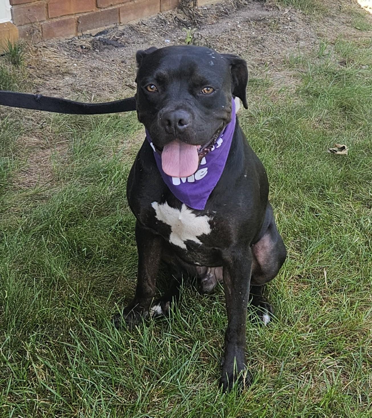 Enlarge Neo aka Zorro, a ADOPTABLE mixed breed in Detroit, MI image 1/5