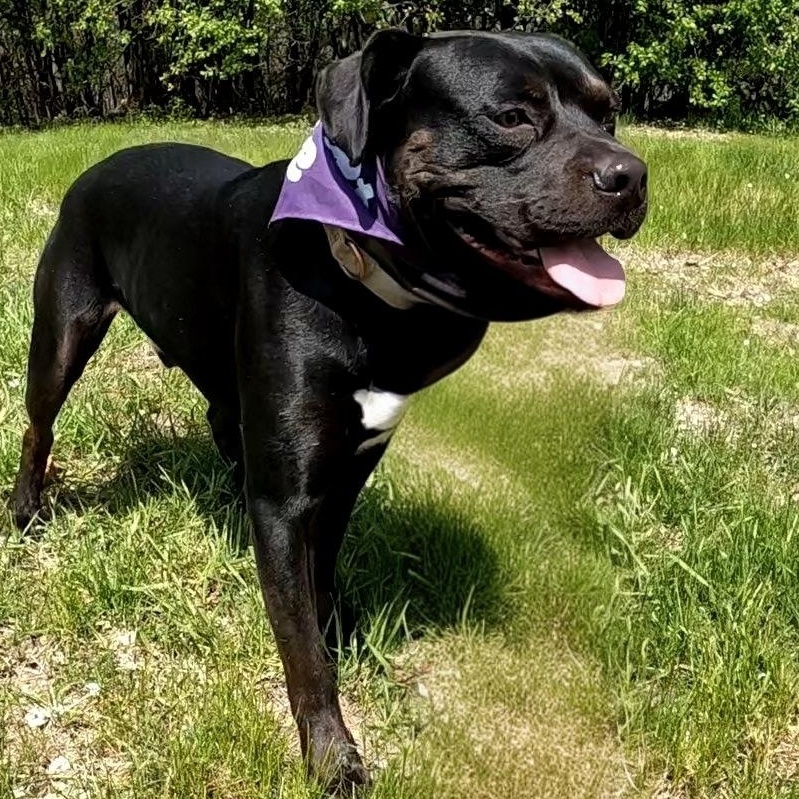 Enlarge Neo aka Zorro, a ADOPTABLE mixed breed in Detroit, MI image 1/4