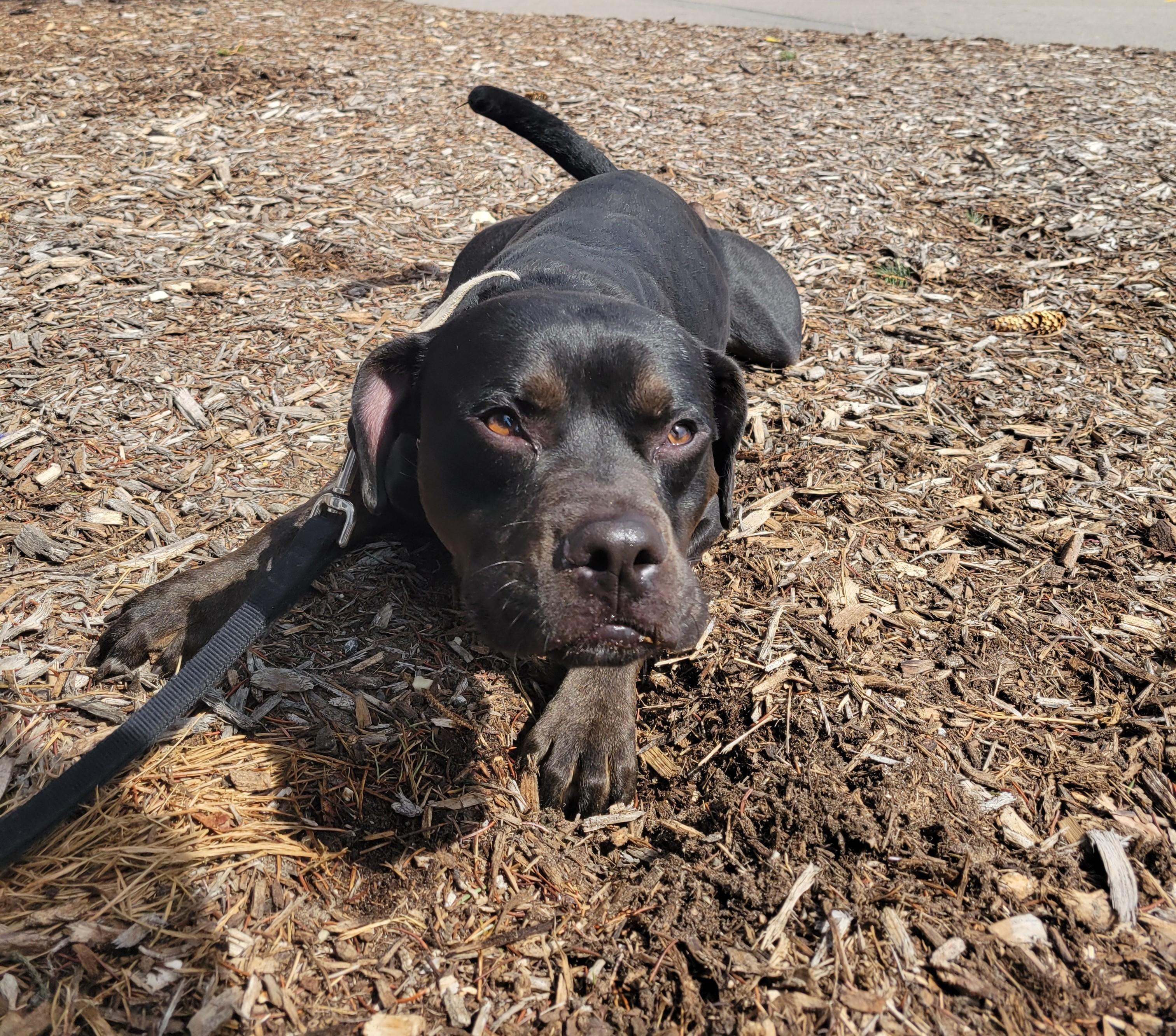 Enlarge Neo aka Zorro, a ADOPTABLE mixed breed in Detroit, MI image 4/4