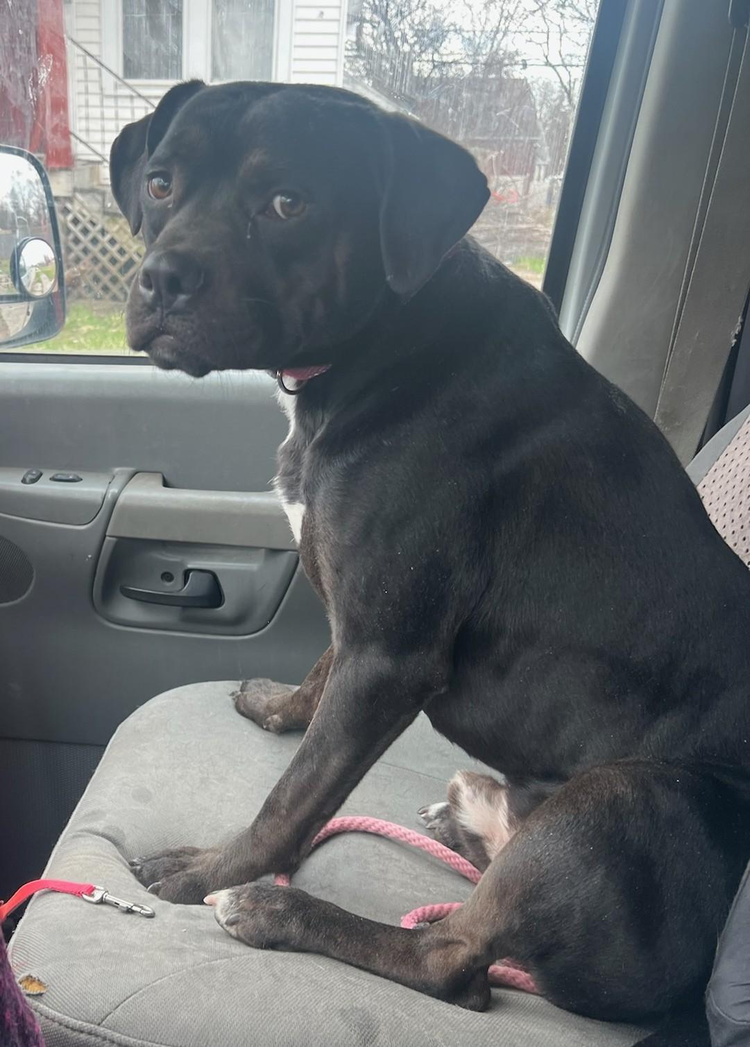 Enlarge Neo aka Zorro, a ADOPTABLE mixed breed in Detroit, MI image 2/4