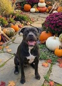 Enlarge Neo aka Zorro, a Adoptable mixed breed in Detroit, MI image 2/5