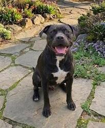Enlarge Neo aka Zorro, a Adoptable mixed breed in Detroit, MI image 3/5