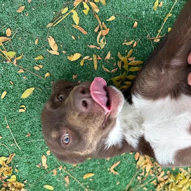 Enlarge Candy, a Adoptable mixed breed in Chicago, IL image 1/6