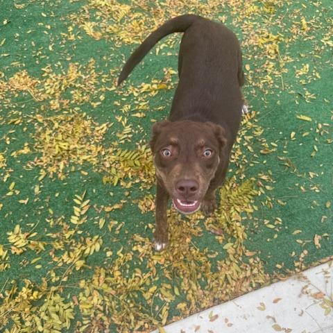 Enlarge Candy, a Adoptable mixed breed in Chicago, IL image 3/6