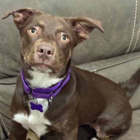 Enlarge Candy, a Adoptable mixed breed in Chicago, IL image 6/6