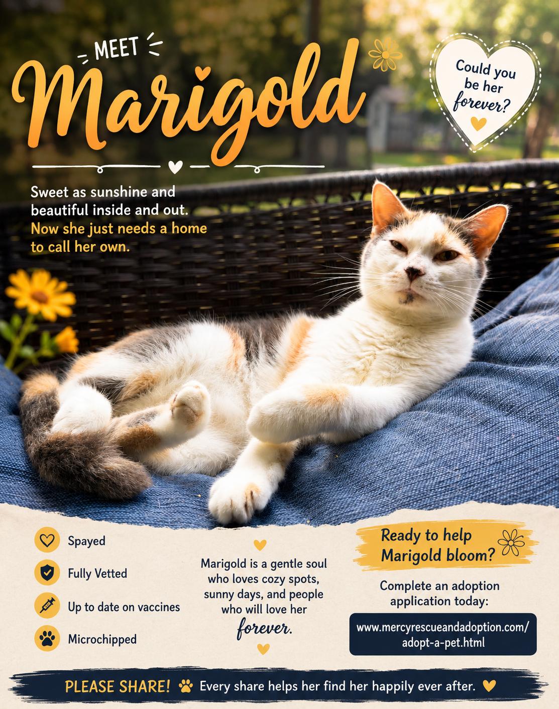 Enlarge Marigold, a ADOPTABLE Domestic Short Hair in North Vernon, IN image 1/5