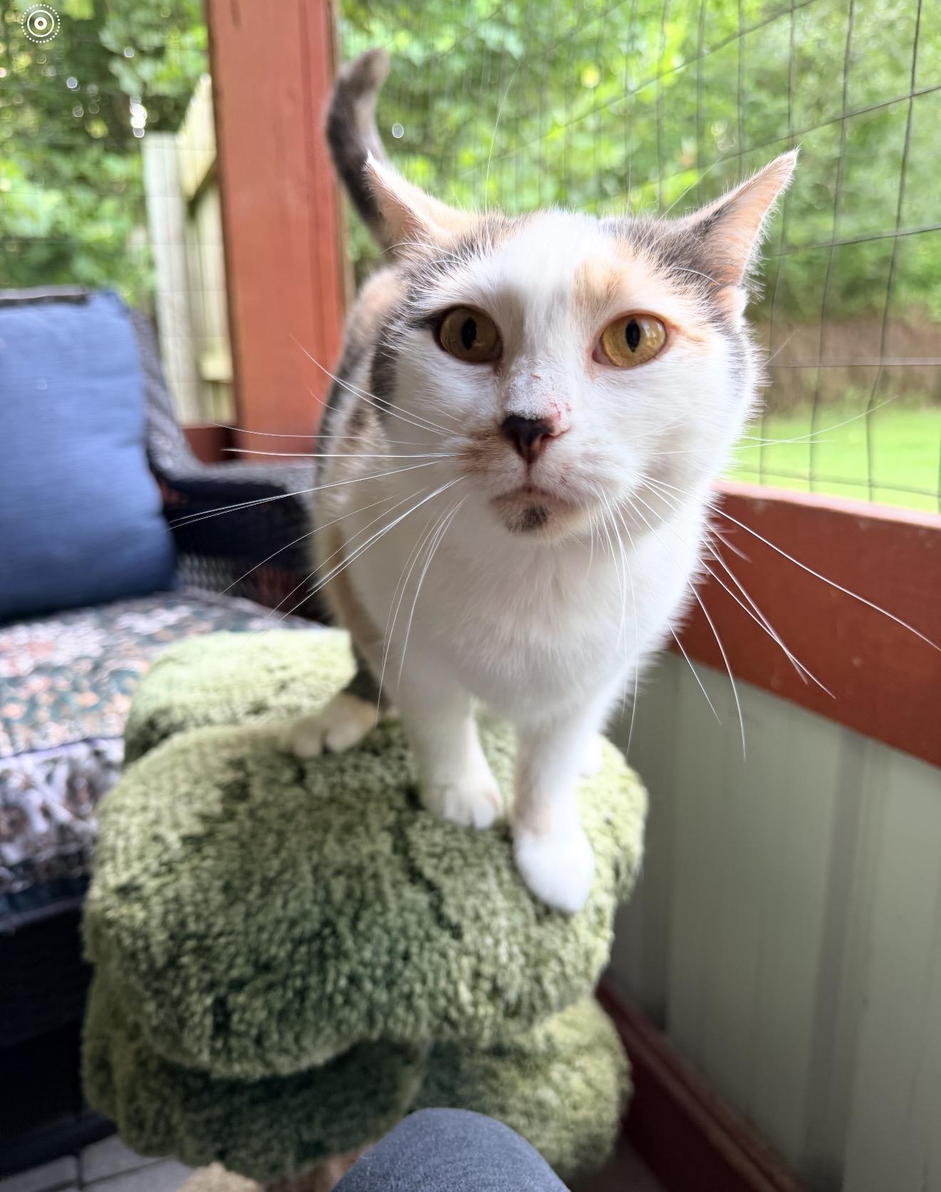 Enlarge Marigold, a ADOPTABLE Domestic Short Hair in North Vernon, IN image 2/5