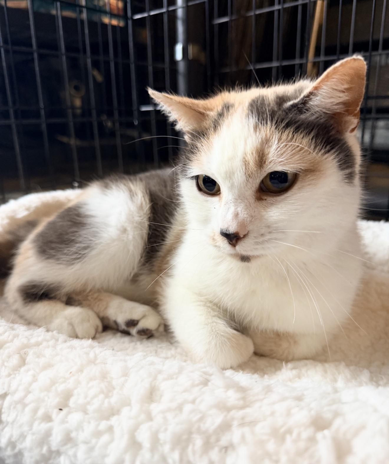 Enlarge Marigold, a ADOPTABLE Domestic Short Hair in North Vernon, IN image 5/5