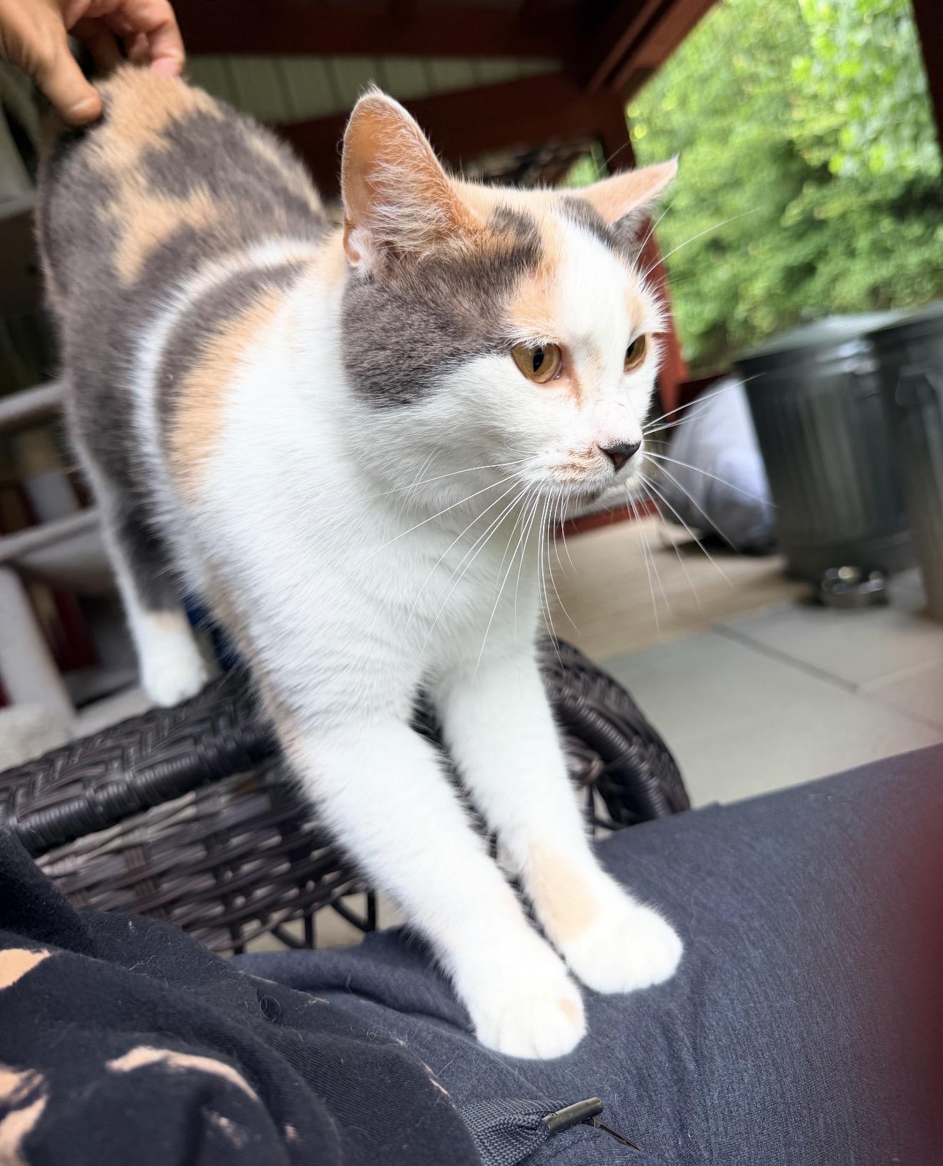 Enlarge Marigold, a ADOPTABLE Domestic Short Hair in North Vernon, IN image 4/5