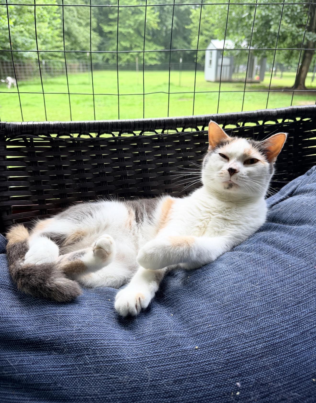Enlarge Marigold, a ADOPTABLE Domestic Short Hair in North Vernon, IN image 3/5