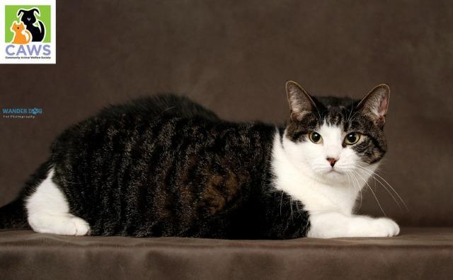Enlarge Tilly, a Adoptable mixed breed in Salt Lake City, UT image 1/4