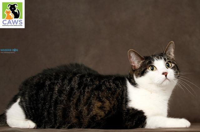 Enlarge Tilly, a Adoptable mixed breed in Salt Lake City, UT image 3/4
