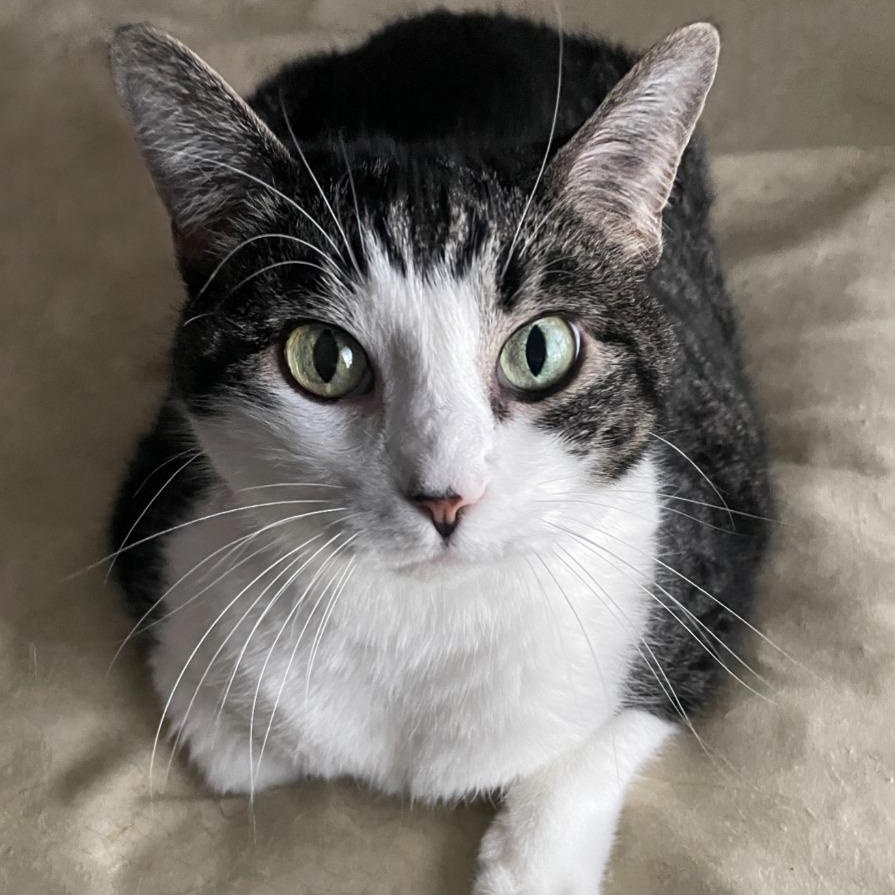 Tilly, Adoptable, Senior Female Domestic Short Hair.