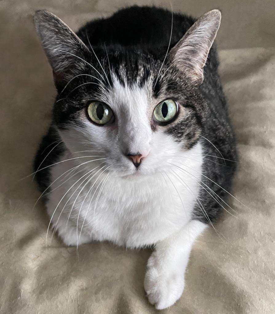 Enlarge Tilly, a Adoptable mixed breed in Salt Lake City, UT image 4/4