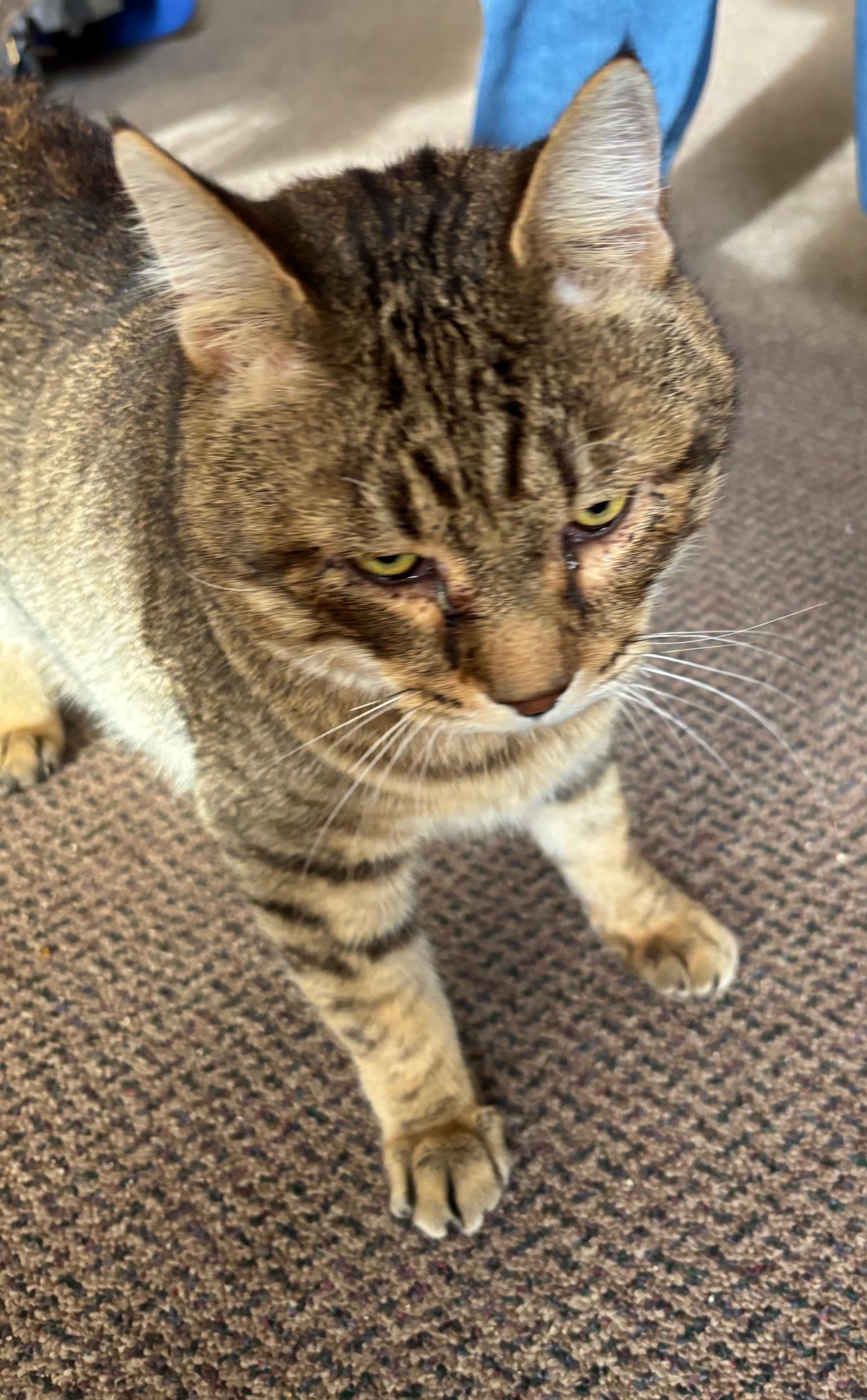 Todd, ADOPTABLE, Young Male Tabby.