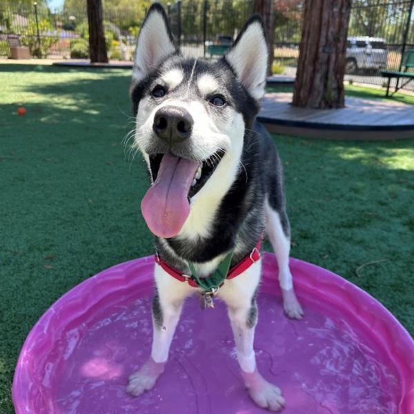Arnold, Adoptable, Young Male Siberian Husky.