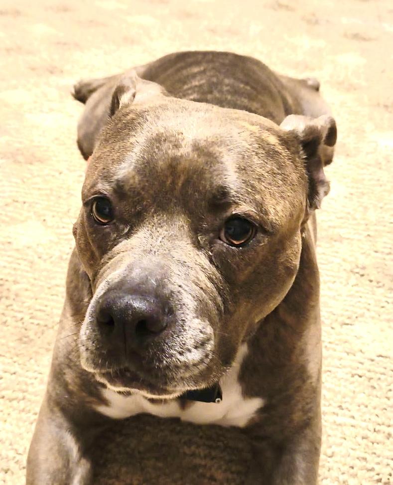Enlarge Lilly, a Adoptable Pit Bull Terrier in Maryville, TN image 2/5