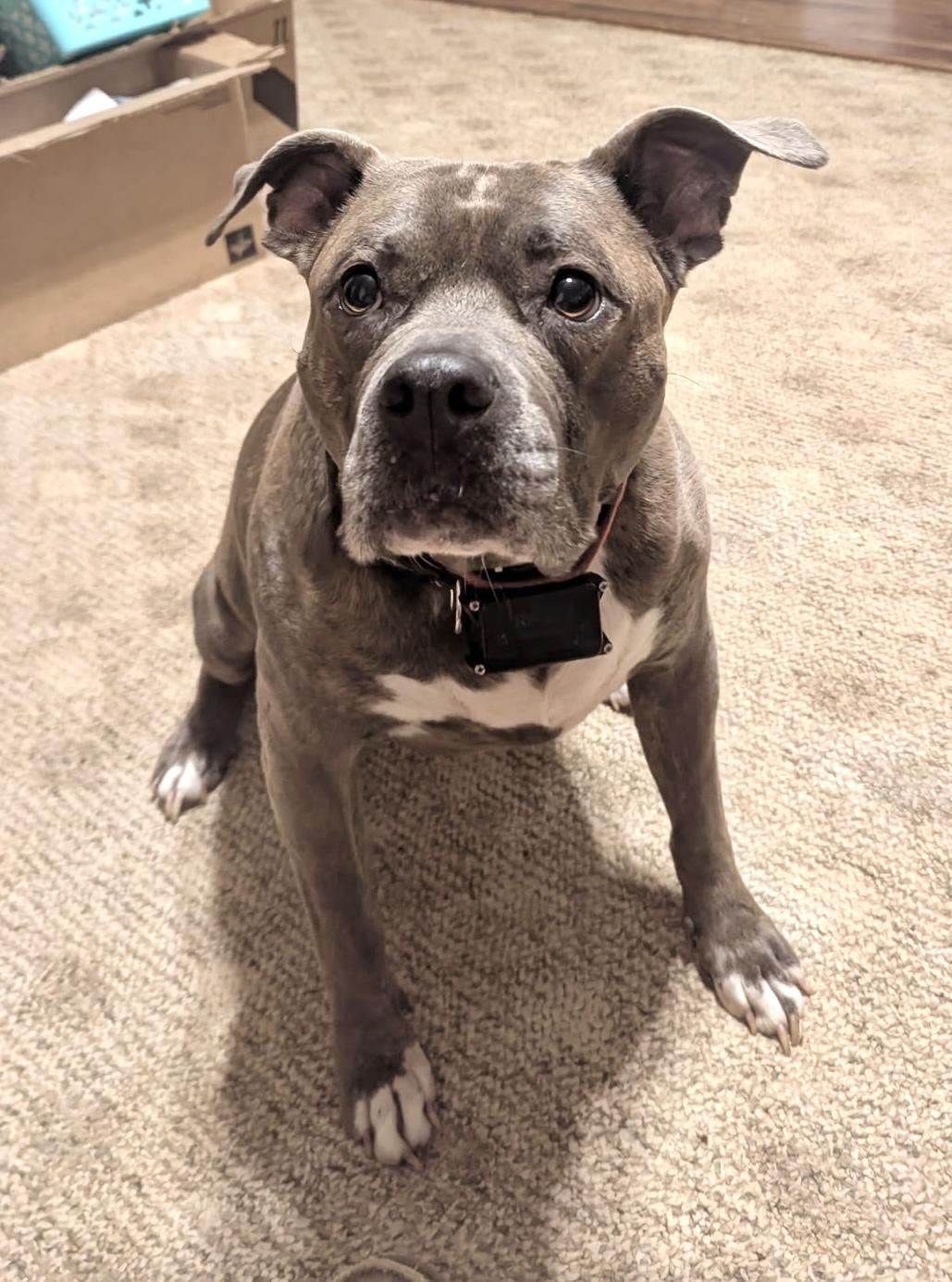 Enlarge Lilly, a Adoptable Pit Bull Terrier in Maryville, TN image 3/5